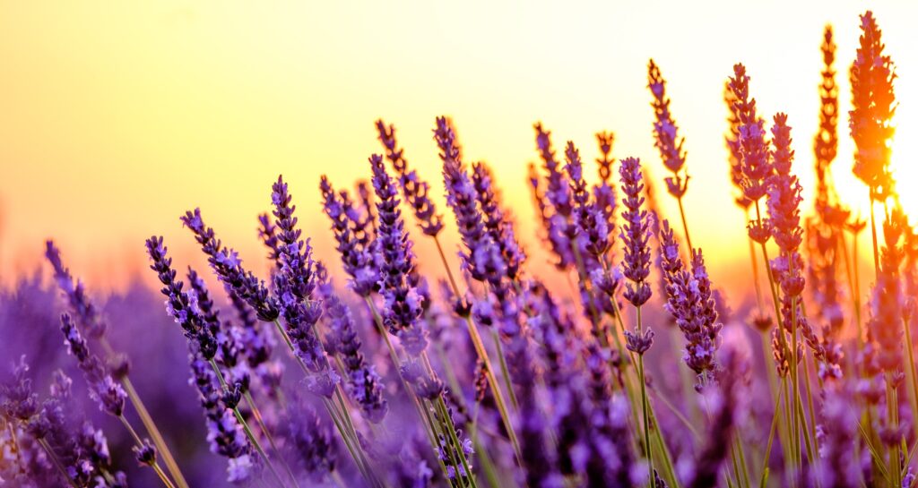 Lavender is considered to be one of these natural antidepressants