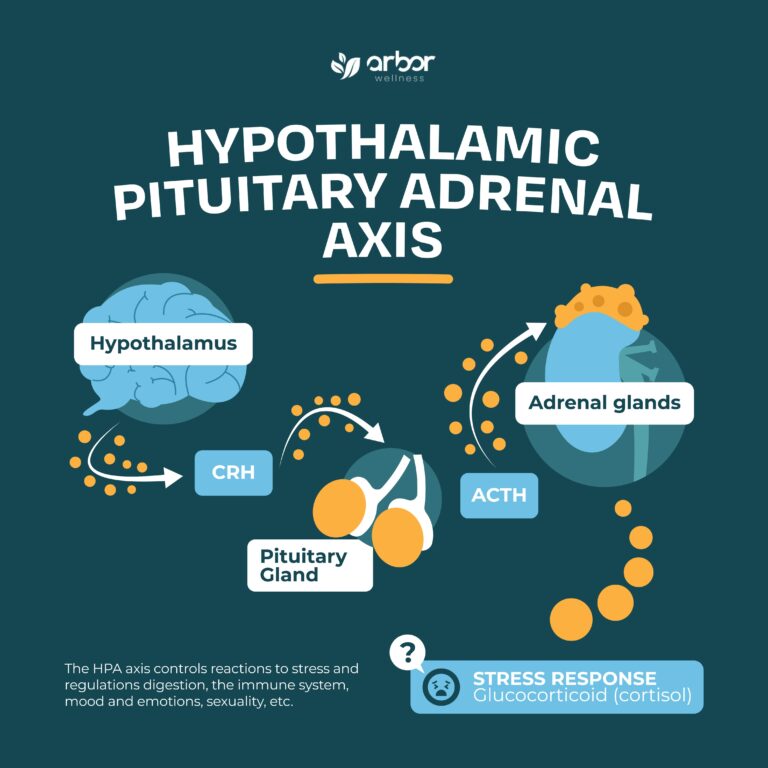 Read more about the article HPA Axis: Understanding The Stress Response &  How It Affects Mental Health