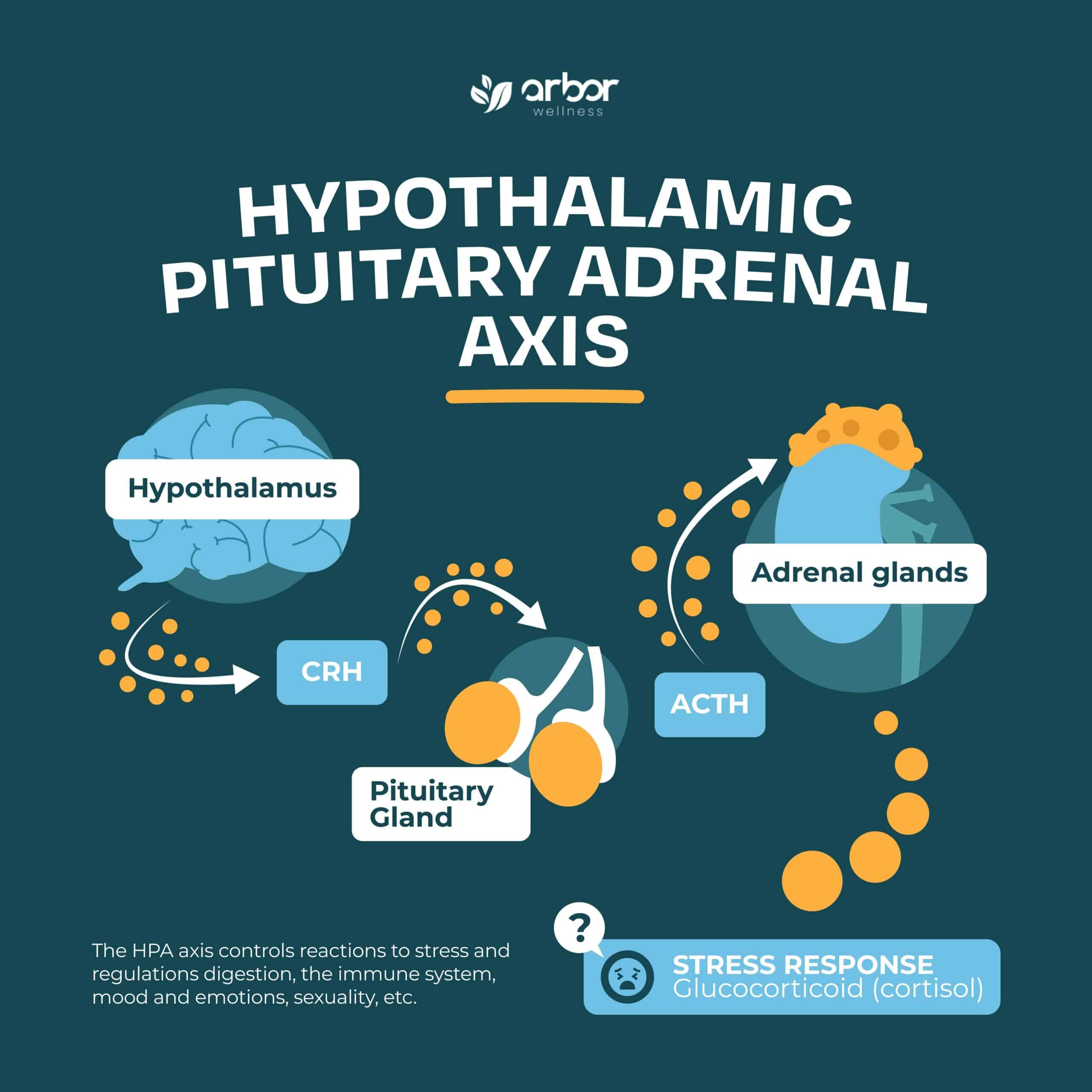 Hypothalamic Pituitary Adrenal Axis Diagram Hypothalamic Pituitary Adrenal Axis Diagram
